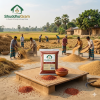 শুদ্ধ গ্রাম লাল বিরই চাল - খাঁটি দেশি লাল বিরই ধানের আসল স্বাদ | ShuddhoGram Red Biroi Rice - Authentic Indigenous Red Biroi Paddy Taste